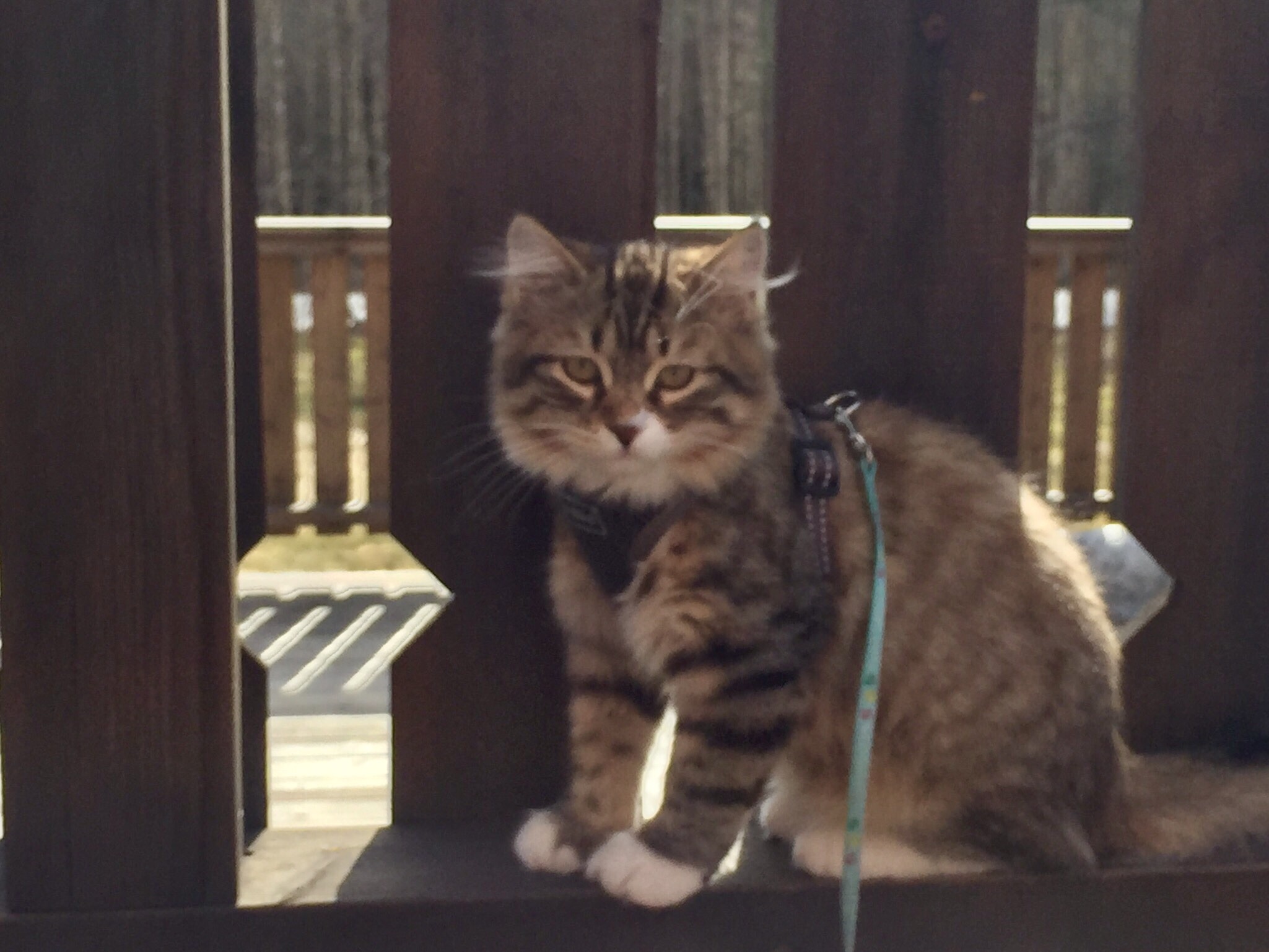 Sibirisk kattunge Lynx